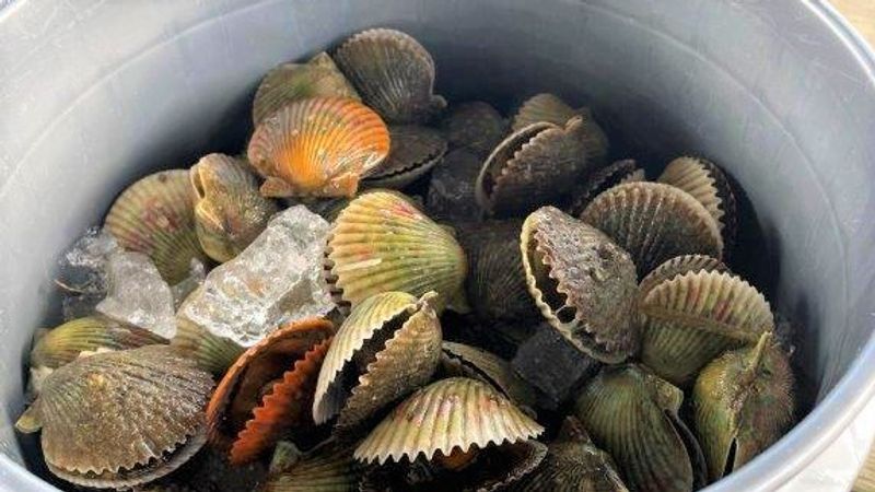 Crystal River Scalloping | 6 HR Trip